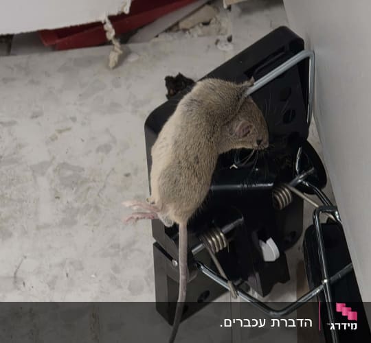 עכבר במלכודת על רצפה ליד קיר פגום